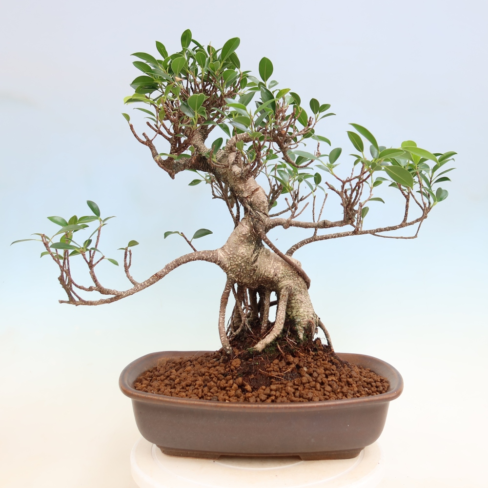 Room bonsai - Ficus kimmen - small-leaved ficus