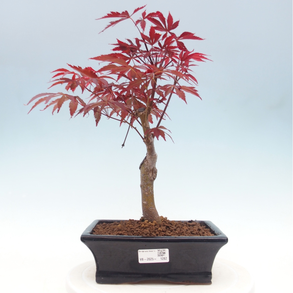 Outdoor bonsai - Acer palm. Atropurpureum-Palmleaf Maple