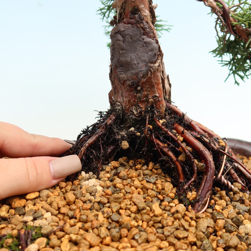 Outdoor bonsai - Juniperus chinensis Kishu