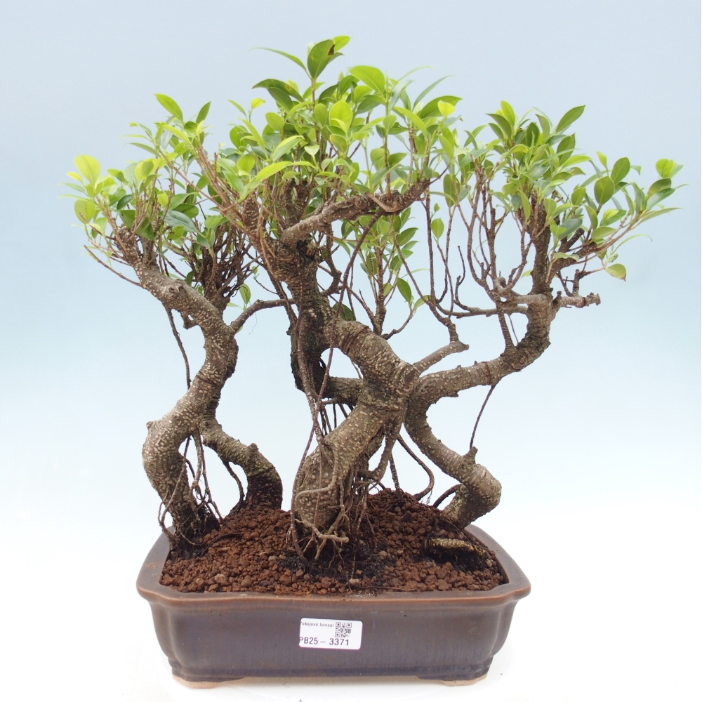 Room bonsai - Ficus kimmen - small-leaved ficus