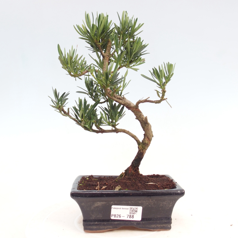 Room bonsai - Podocarpus - Stone Yew