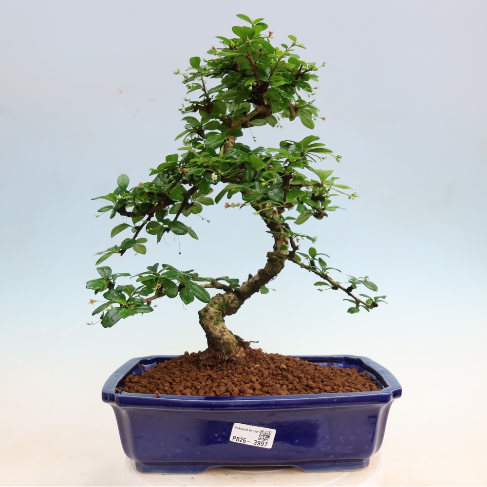 Room bonsai - Carmona macrophylla - Tea fuki