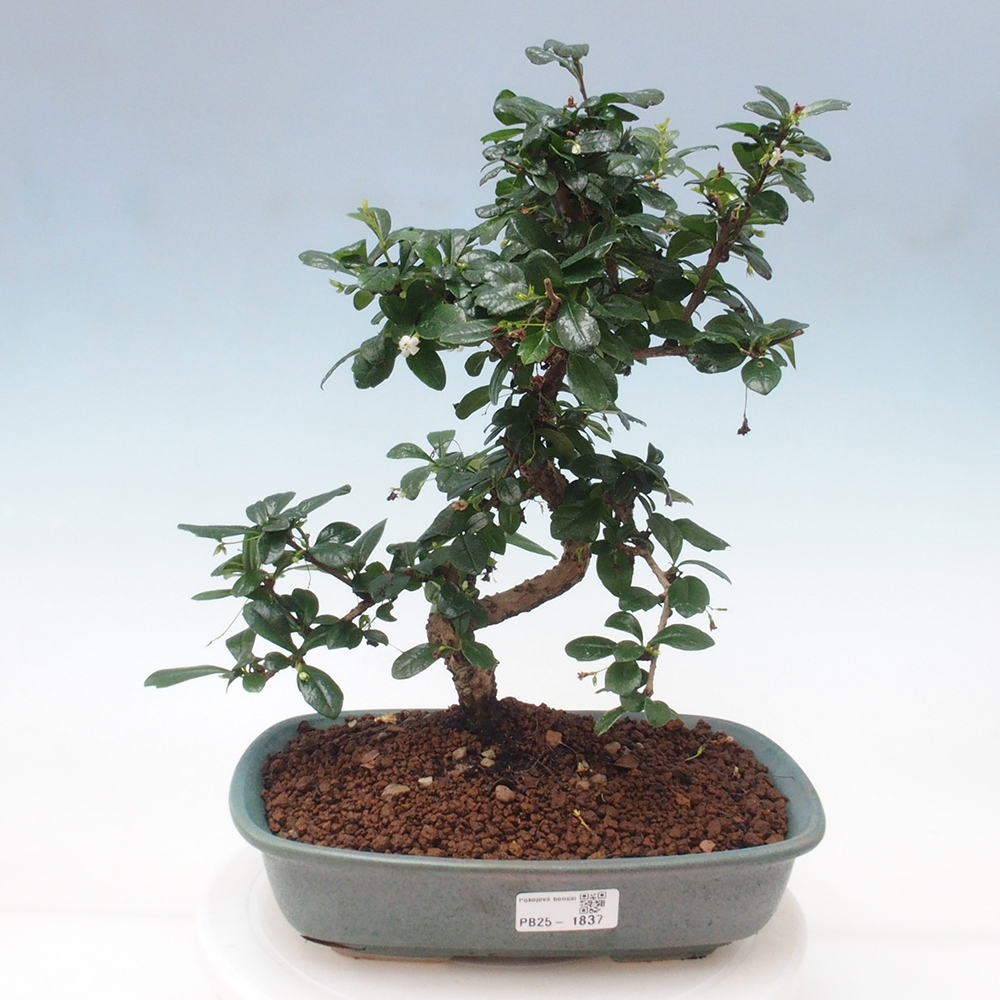 Room bonsai - Carmona macrophylla - Tea fuki