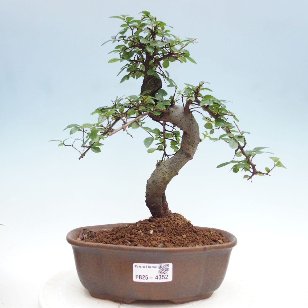 Room bonsai - Ulmus parvifolia - Small-leaved elm