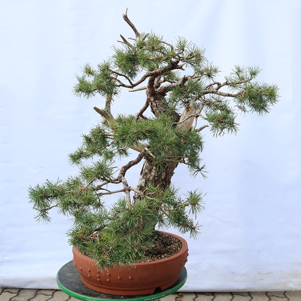 Pinus sylvestris Spain - Scots pine