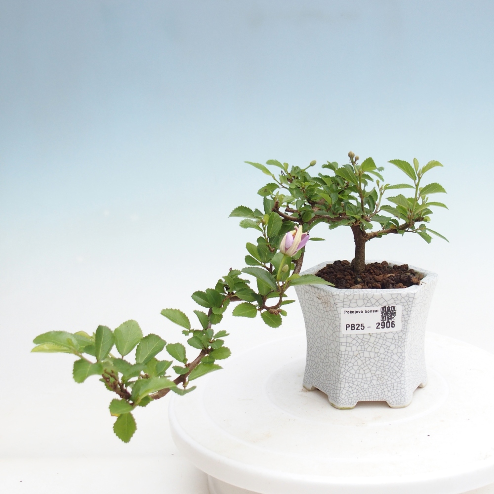 Indoor bonsai - Grewia occidentalis - Lavender star