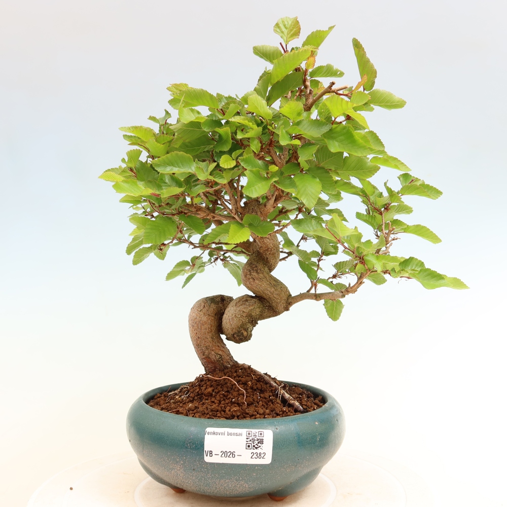 Outdoor bonsai -Carpinus coreana - Korean Hornbeam