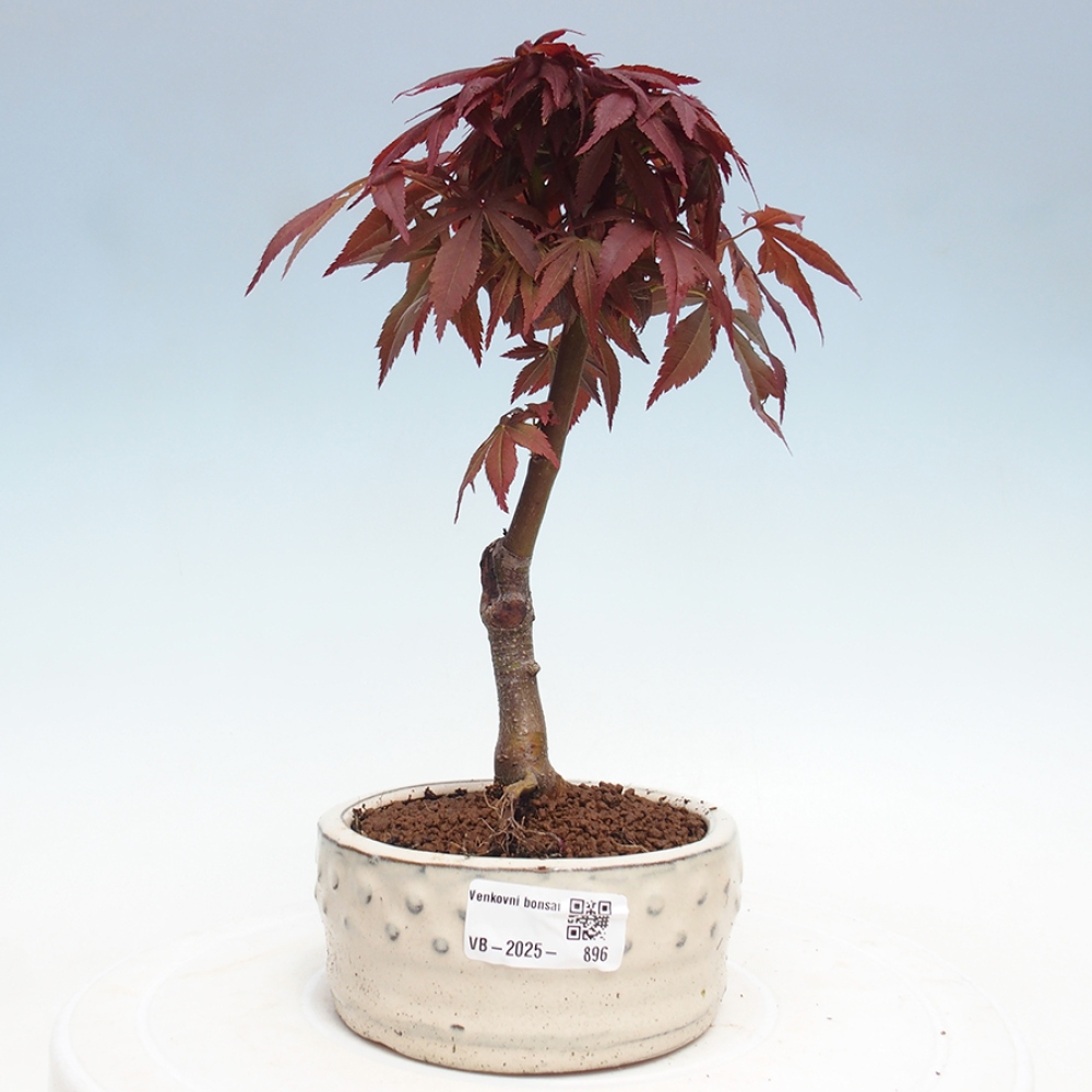 Outdoor bonsai - Acer palm. Atropurpureum-Palmleaf Maple