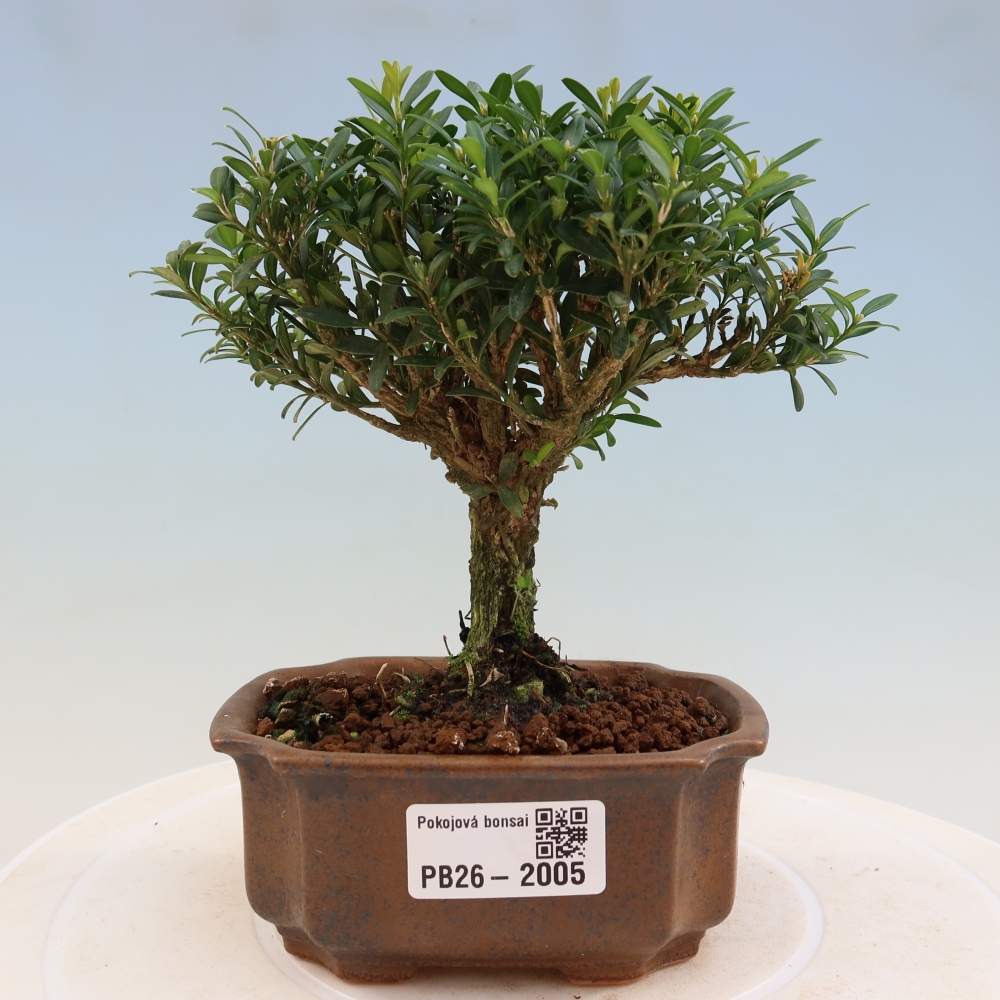Room bonsai - Buxus harlandii - cork buxus
