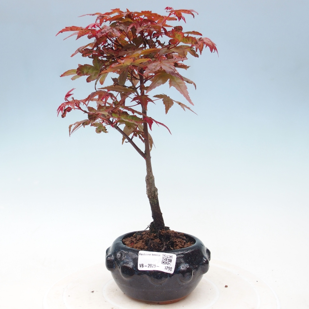 Outdoor bonsai - dlanitolistý Maple - Acer palmatum DESHOJO