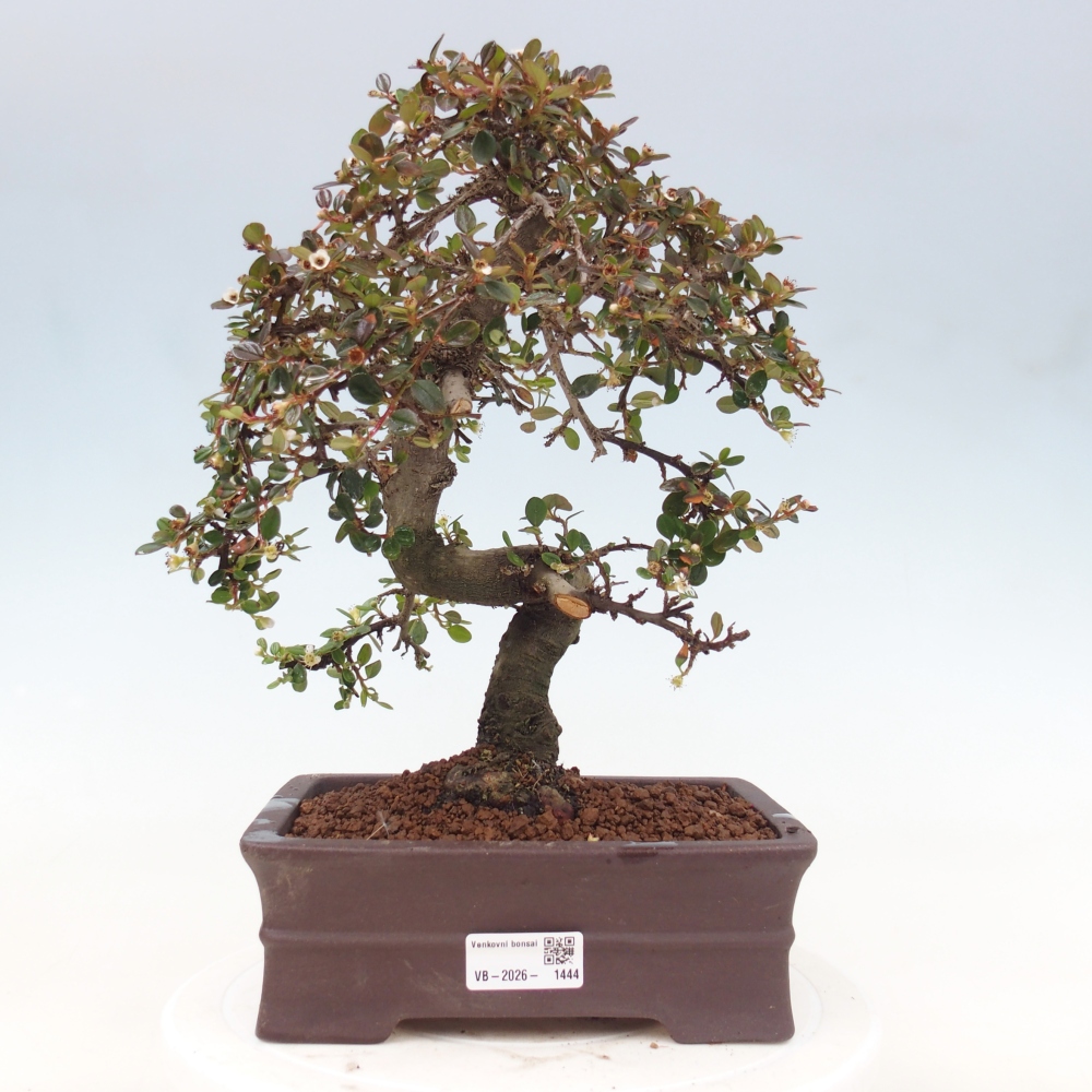 Outdoor bonsai-Cotoneaster dammeri - Damer's Rock