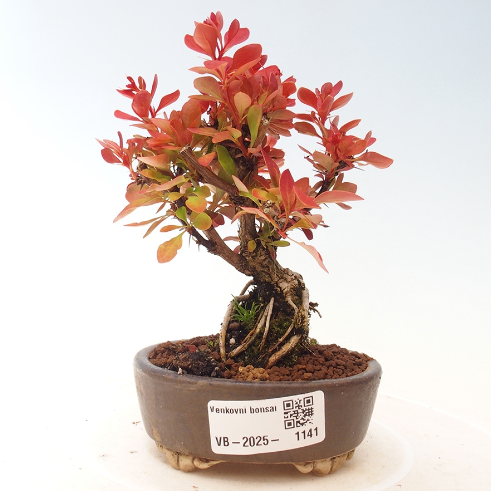 Outdoor bonsai - Berberis thunbergii Kobold - Dřištál Thunberg's