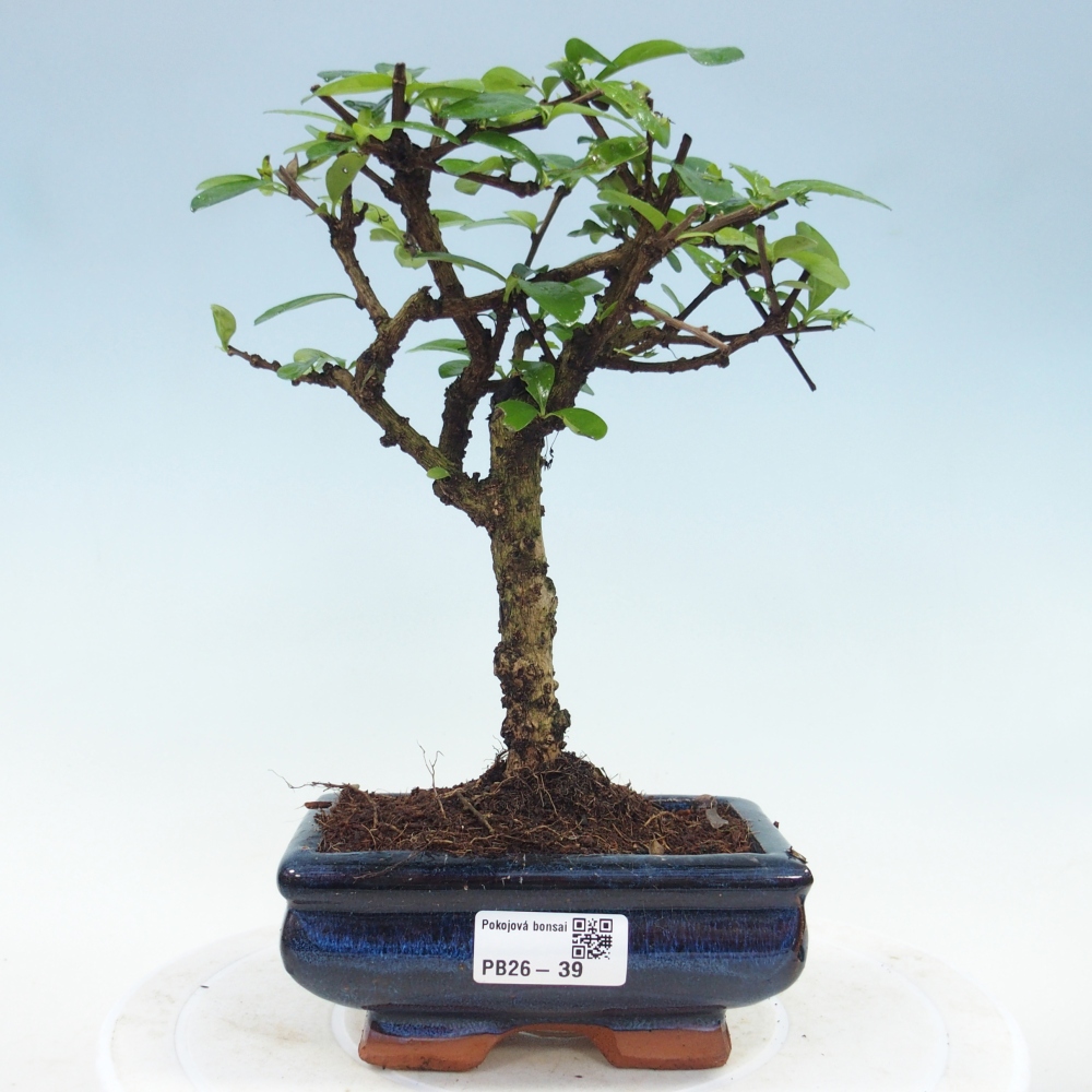 Room bonsai - Carmona macrophylla - Tea fuki