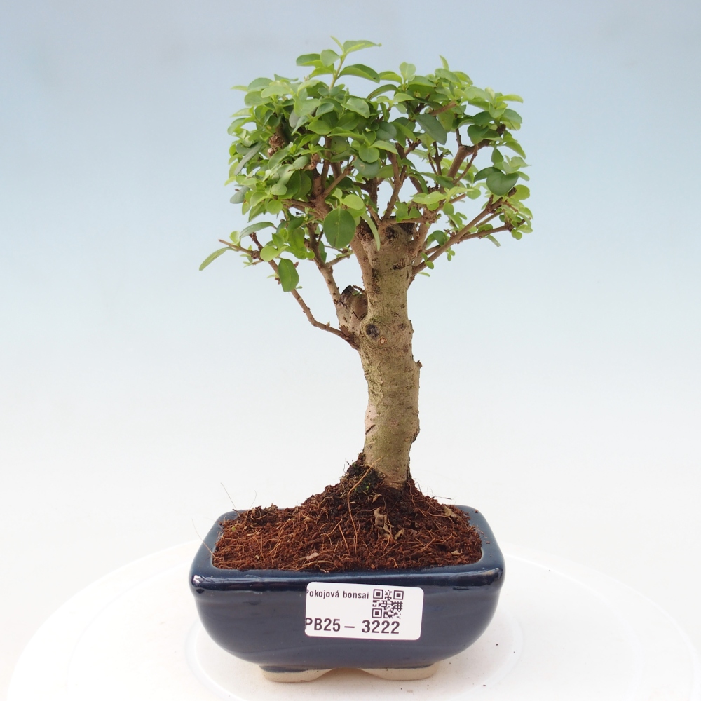 Room bonsai -Ligustrum chinensis - Bird's Beak
