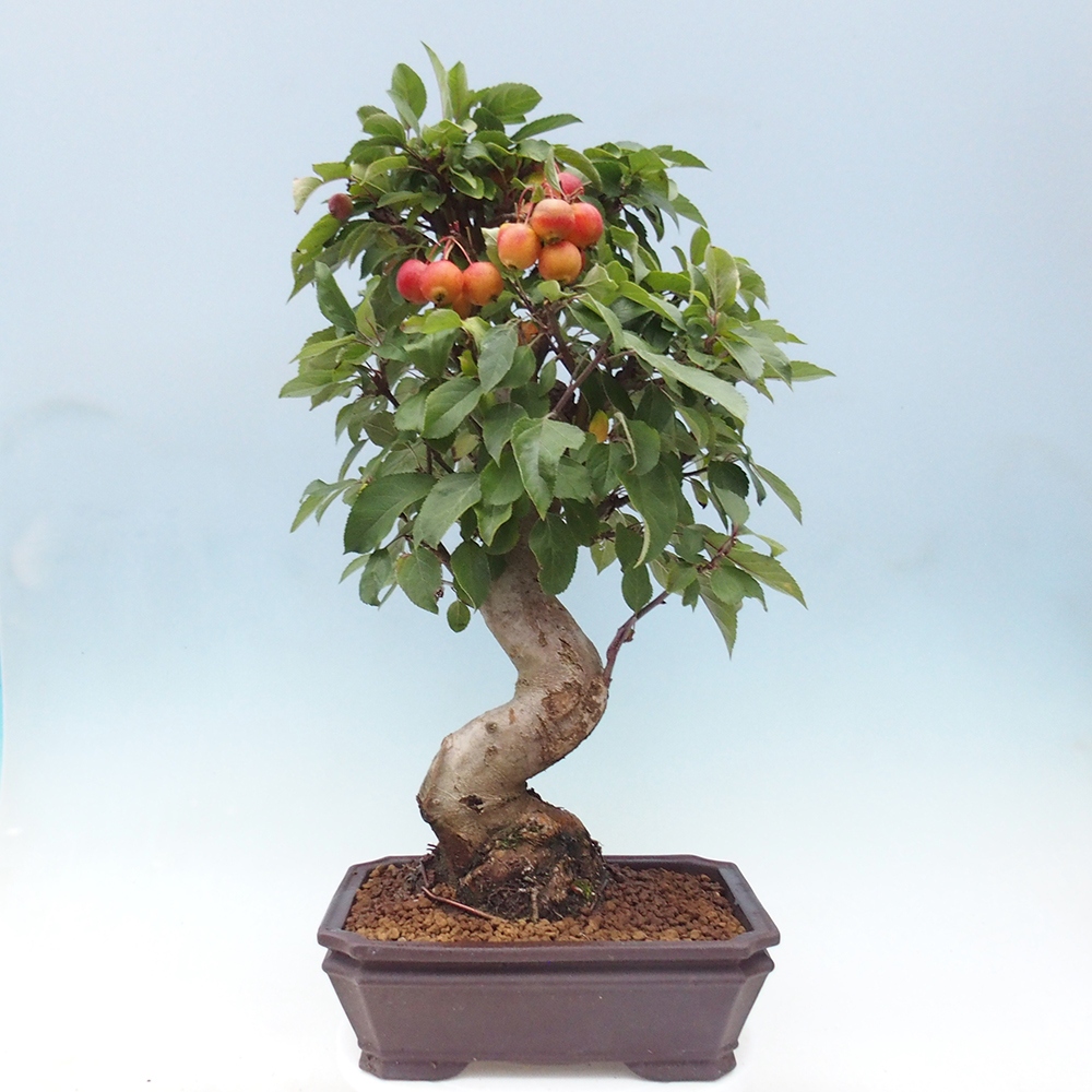 Outdoor bonsai - Malus halliana - Small-fruited apple tree