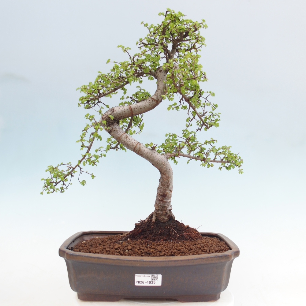 Room bonsai - Ulmus parvifolia - Small-leaved elm