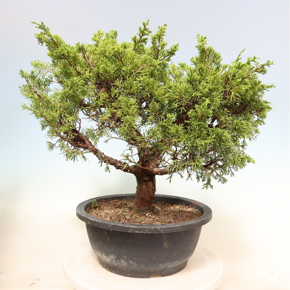 Outdoor Bonsai - Juniperus chinensis Itoigawa - Chinese Juniper