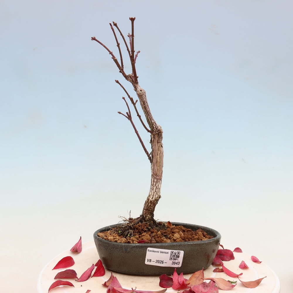 Outdoor bonsai -  Euonymus alatus comactus  - winged spindle tree