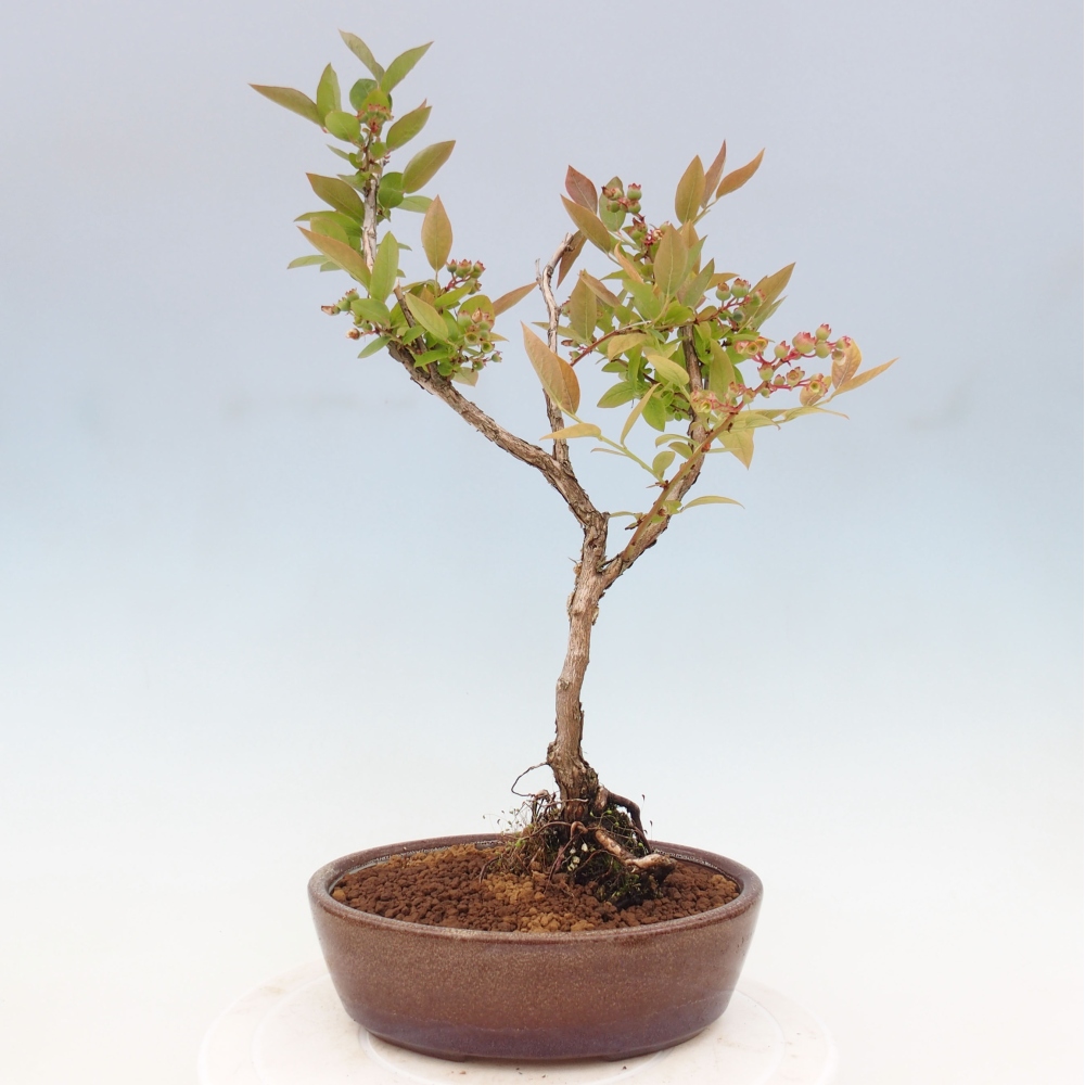 Outdoor bonsai - Canadian blueberry - Vaccinium corymbosum