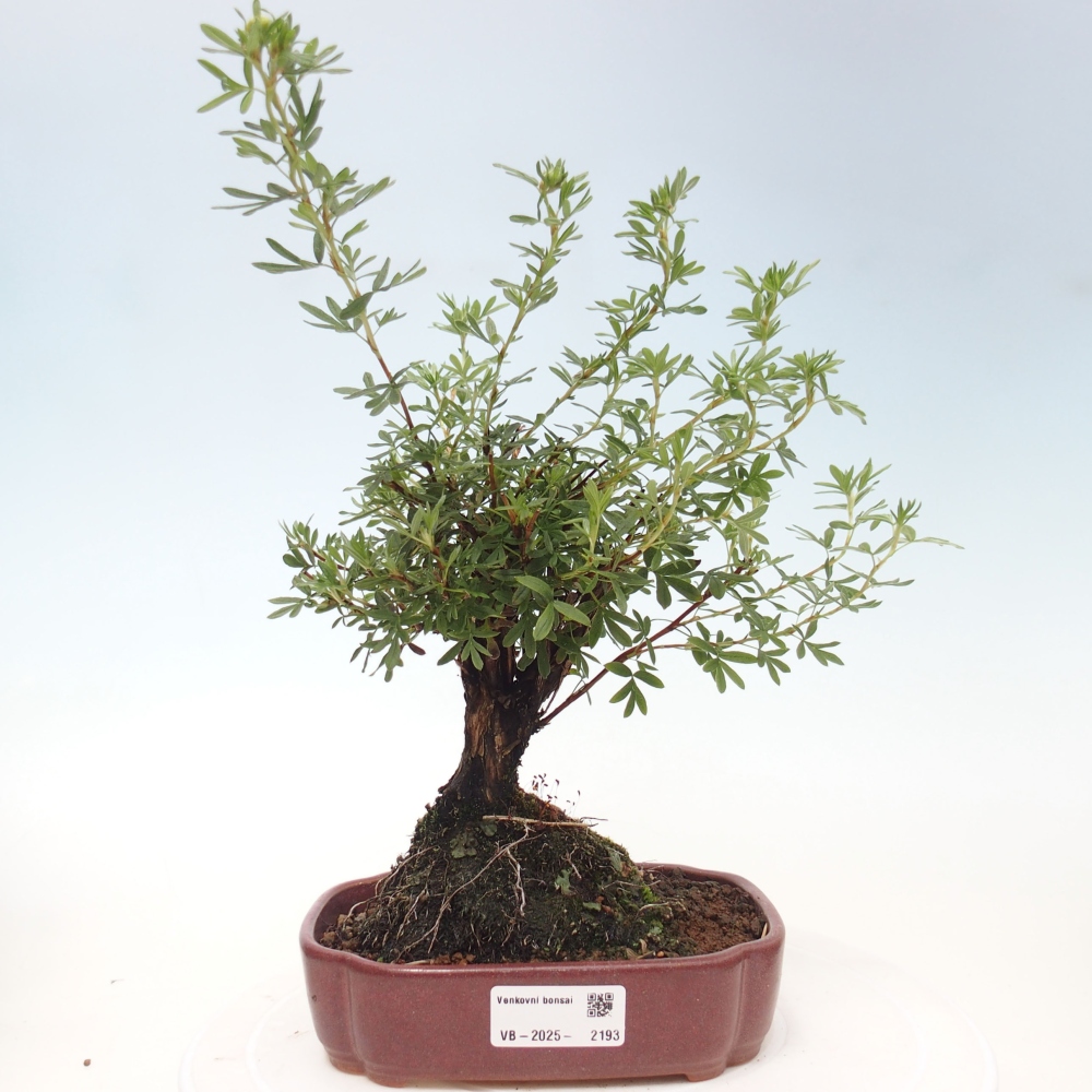 Outdoor bonsai-Cinquefoil - Potentila fruticosa yellow Bird