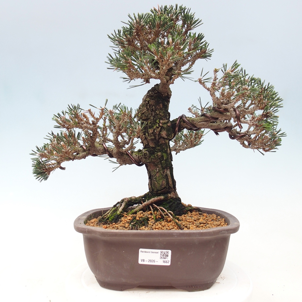 Outdoor bonsai - Pinus thunbergii Kotobuki - Thunberg pine