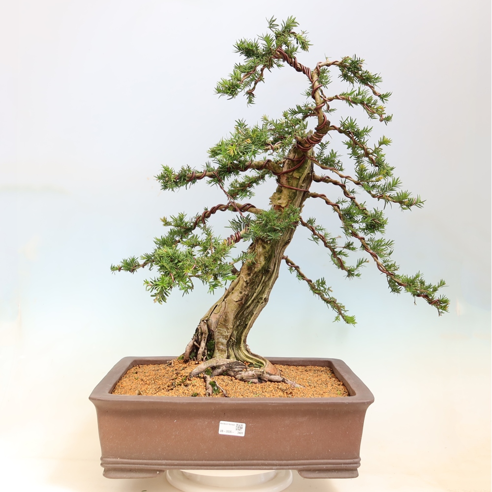 Outdoor Bonsai - Taxus baccata  - Red Yew