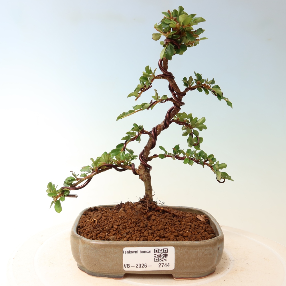 Outdoor bonsai - Cotoneaster horizontalis - Rocky Mountain