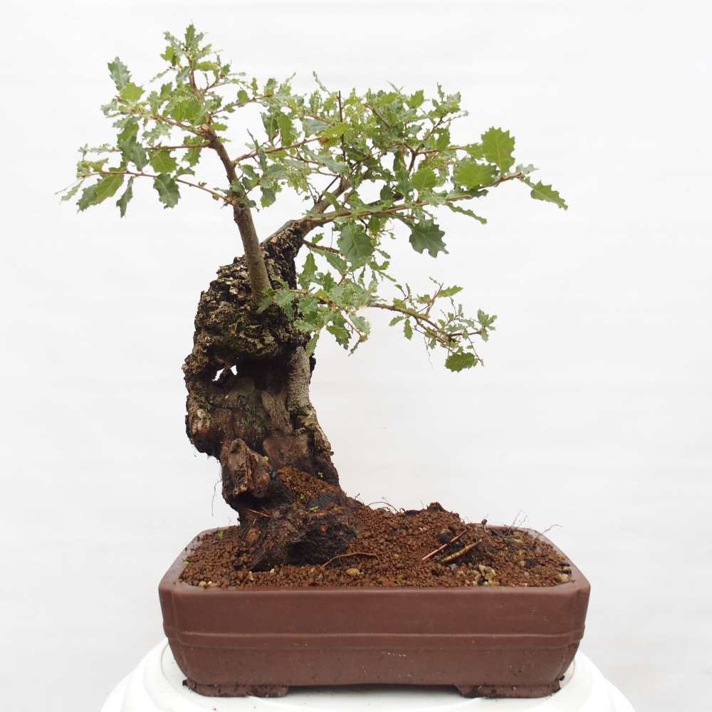 Yamadori - Quercus Ilex - Oak holly