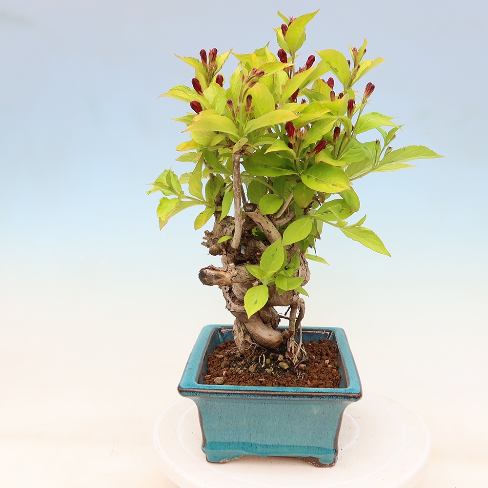 Outdoor Bonsai - Weigela subsessilis - Korean Weigela