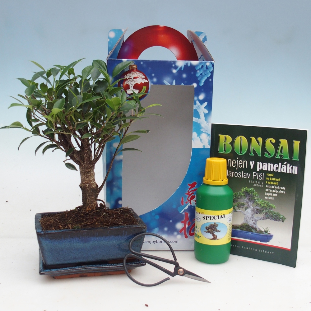 Room bonsai in gift box Ficus retusa - Small-leaved ficus