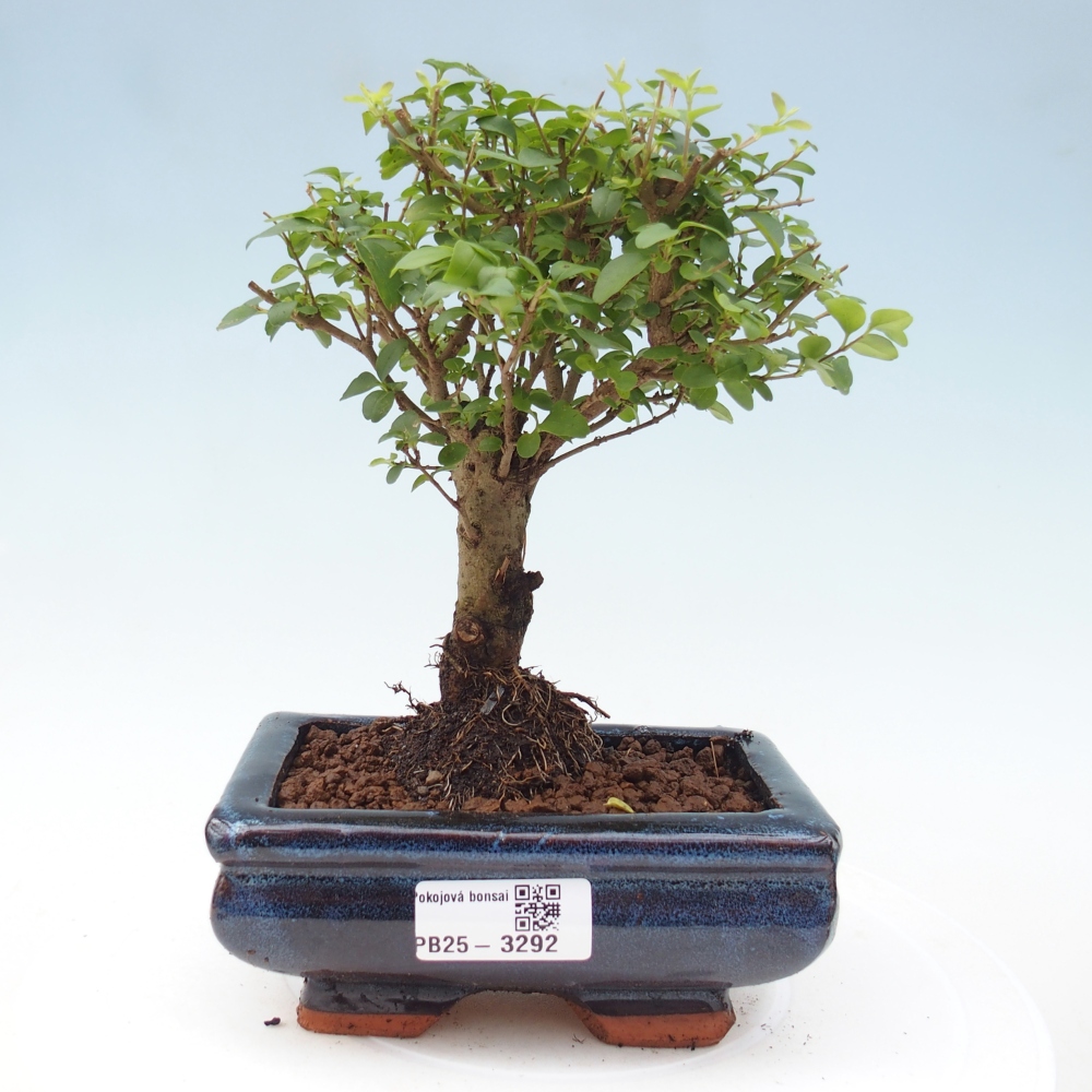 Room bonsai -Ligustrum chinensis - Birds Beak