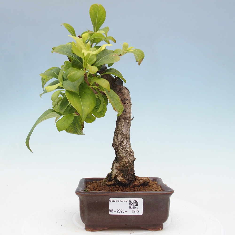Outdoor bonsai - Celastrus Jesenec