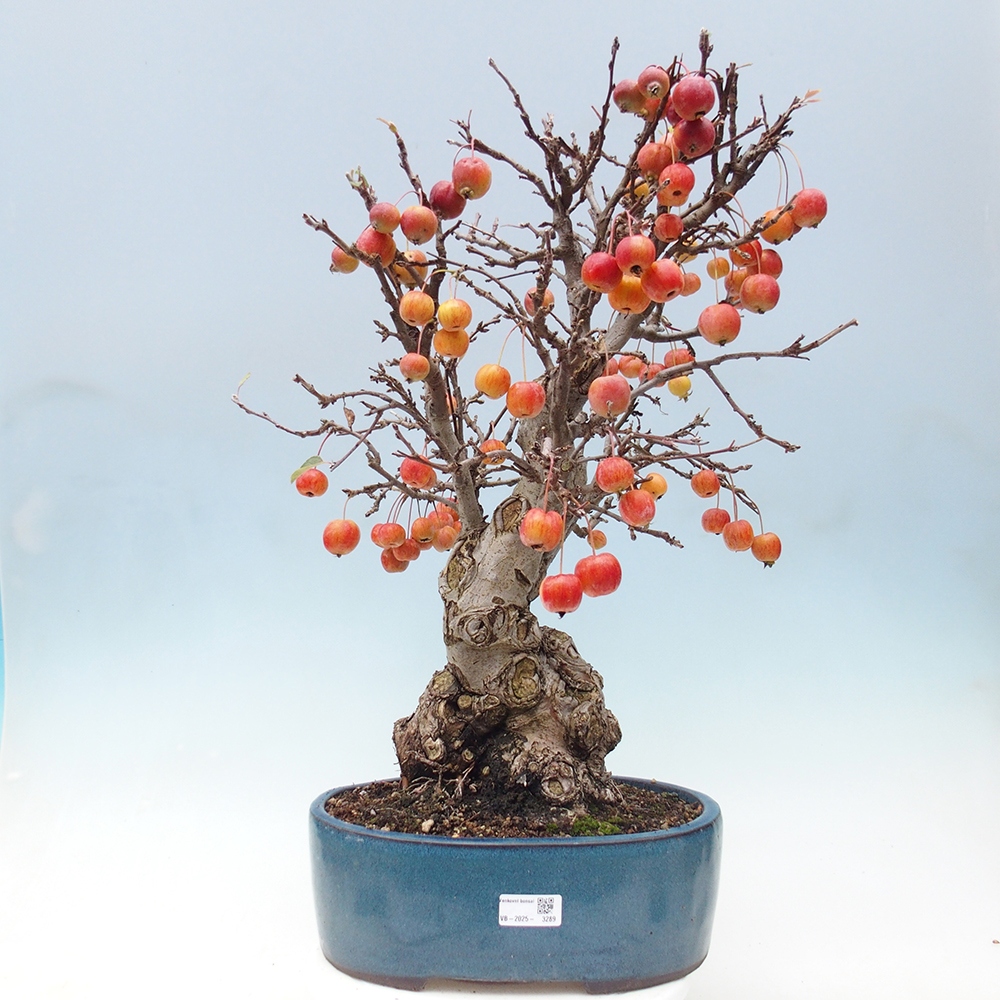 Outdoor bonsai - Malus halliana - Small-fruited apple tree