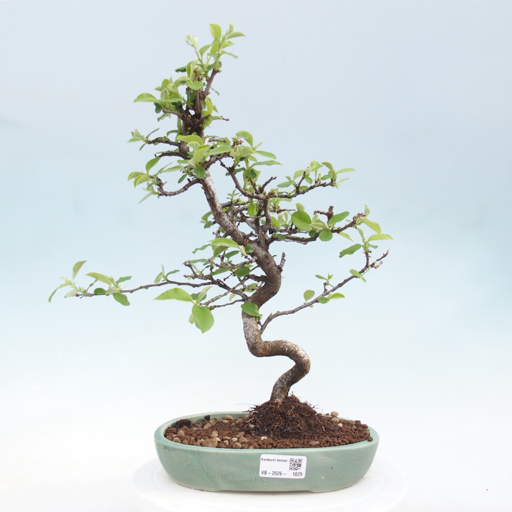 Outdoor bonsai - Chaneomeles chinensis