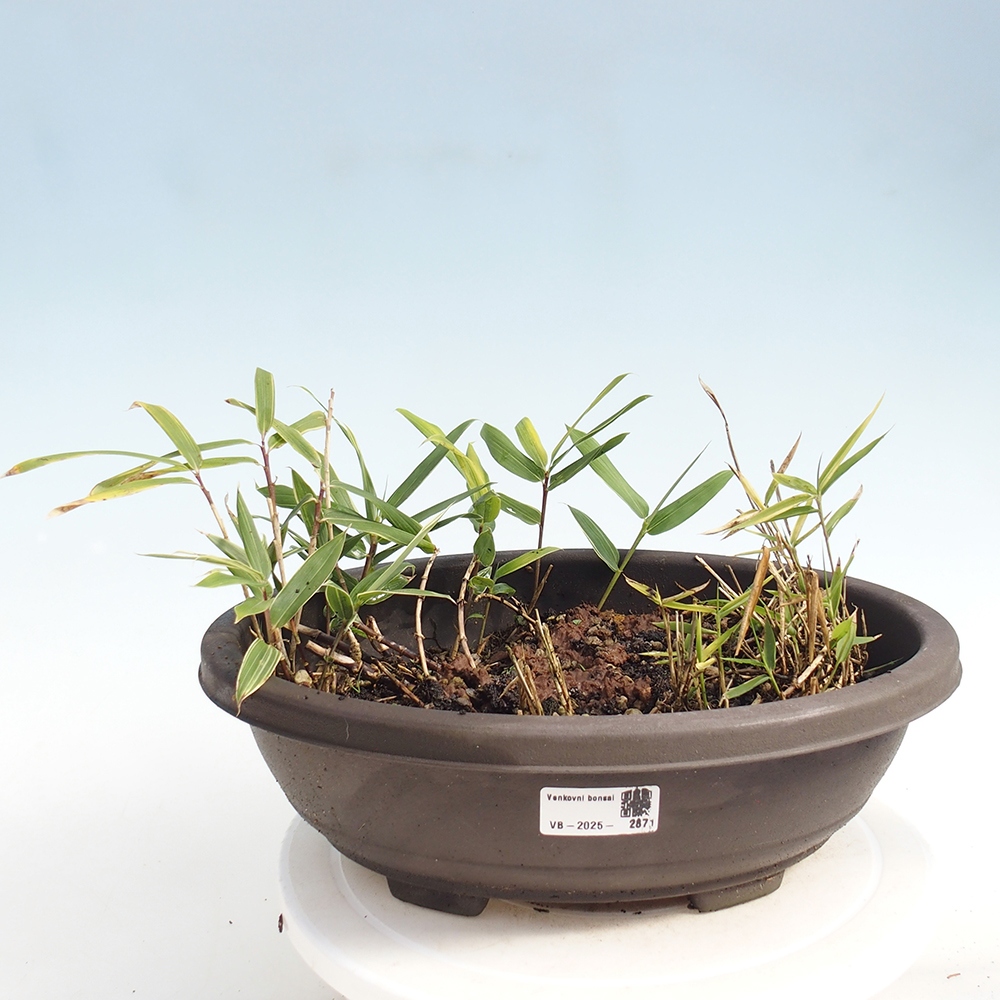Outdoor bonsai - Sasaella masamuneana Albostriata - Bamboo