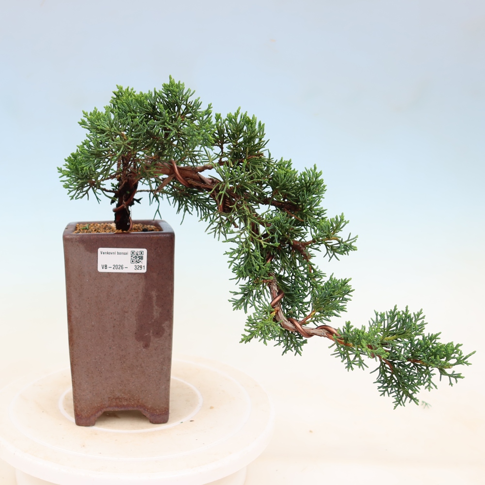 Outdoor bonsai - Juniperus chinensis Kishu