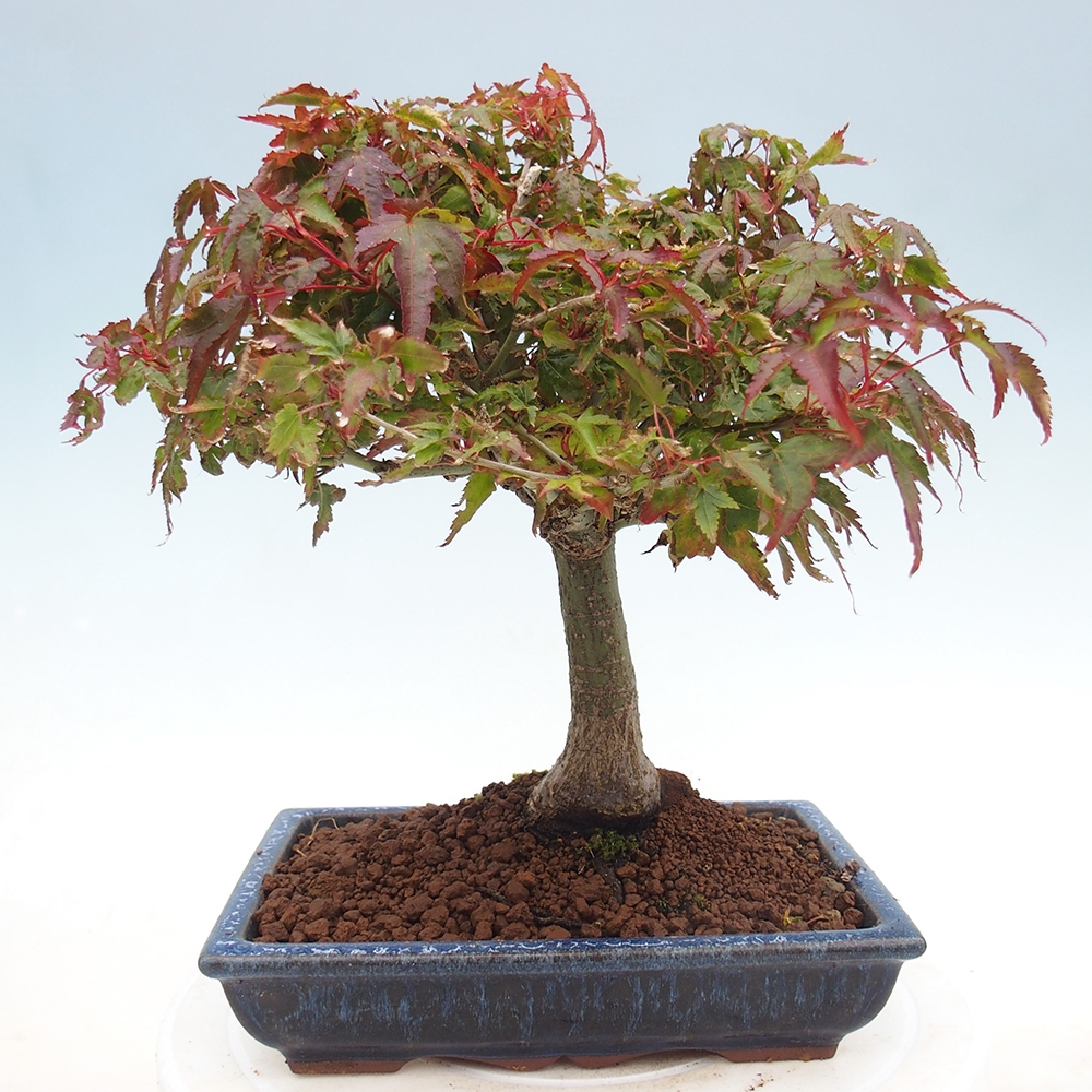 Acer palmatum KIOHIME - Palmetto maple