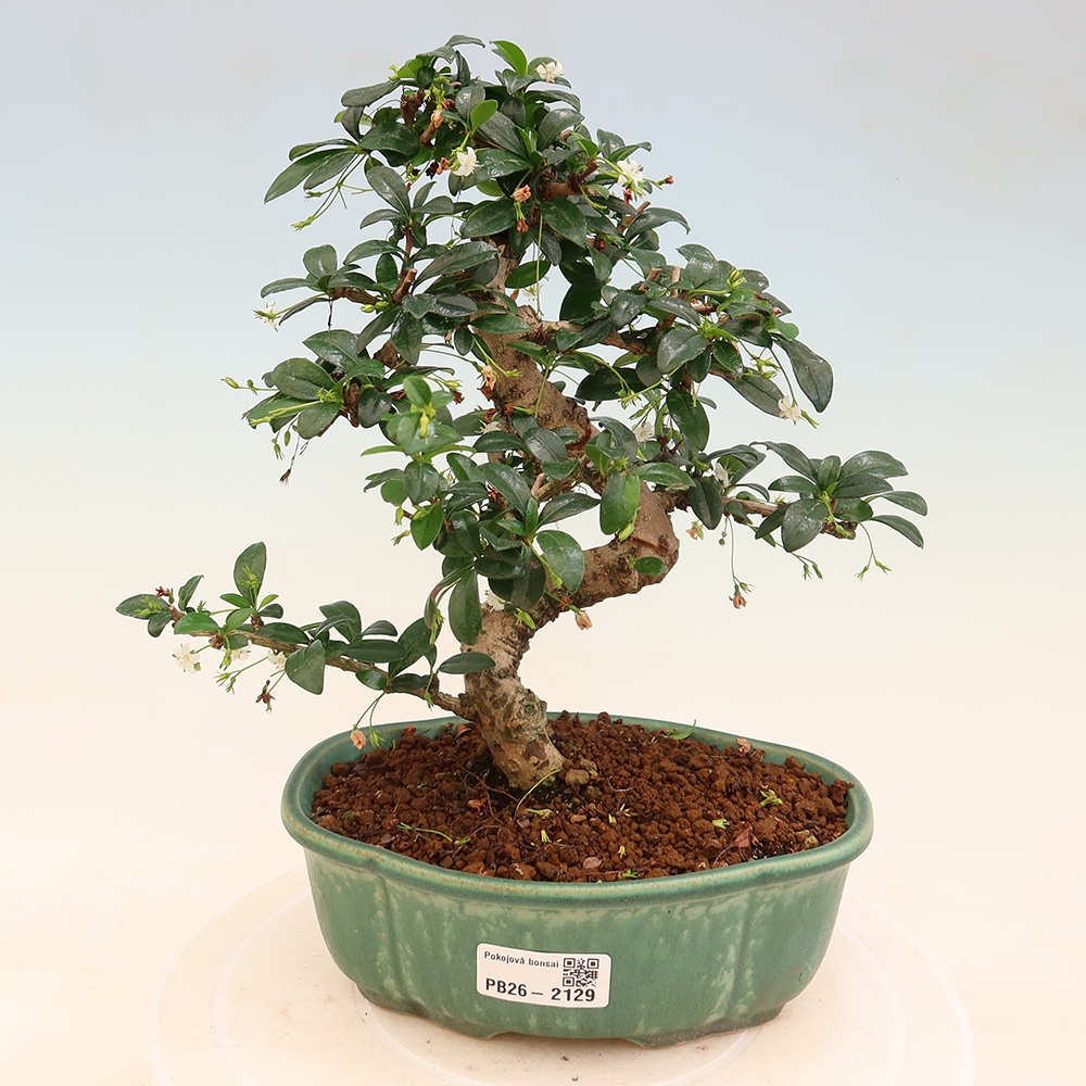 Room bonsai - Carmona macrophylla - Tea fuki