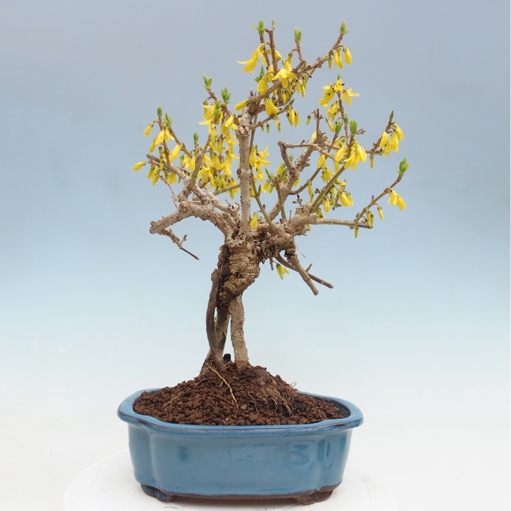 Outdoor bonsai - Zlatice - Forsythia koreana