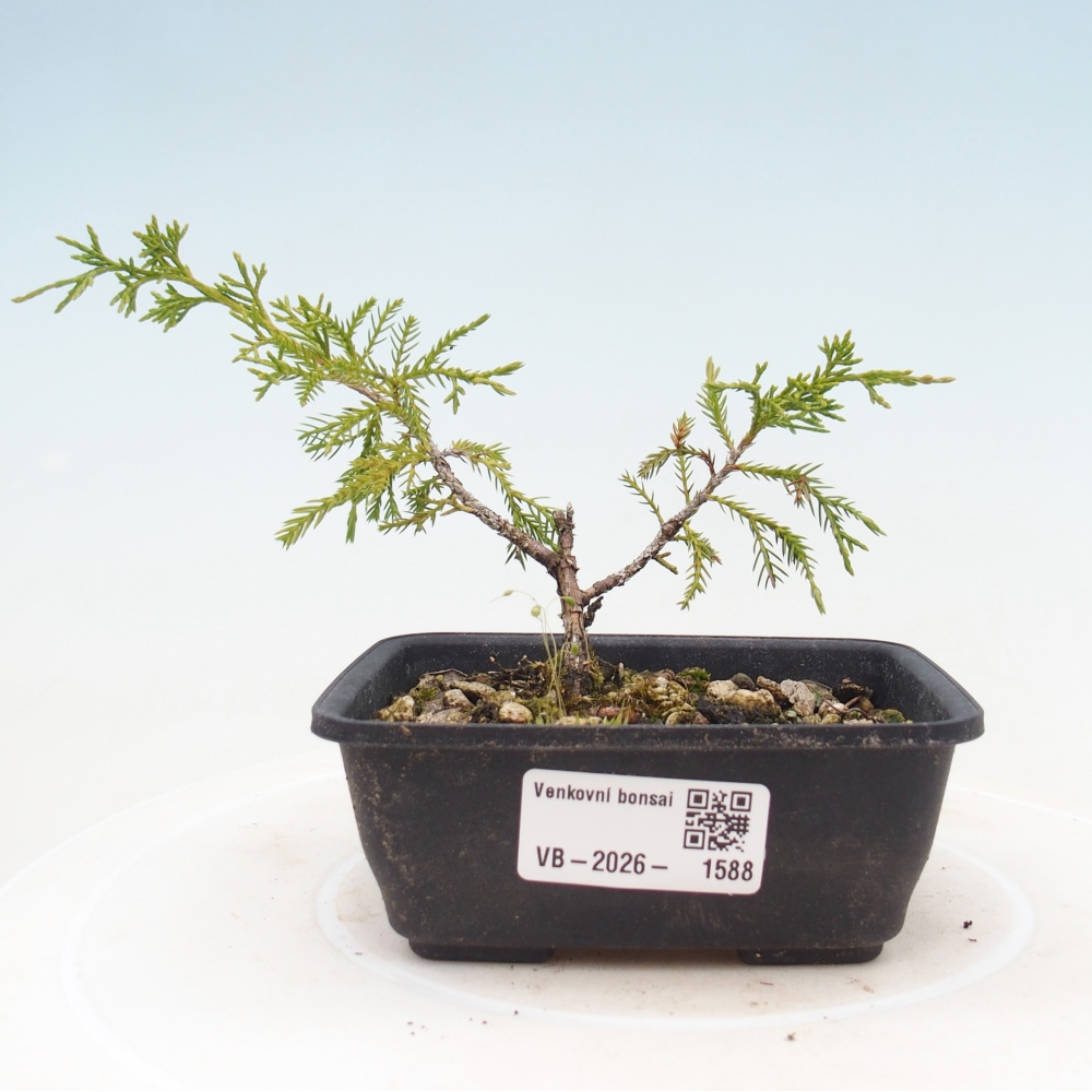 Outdoor bonsai - Juniperus chinensis Itoigawa