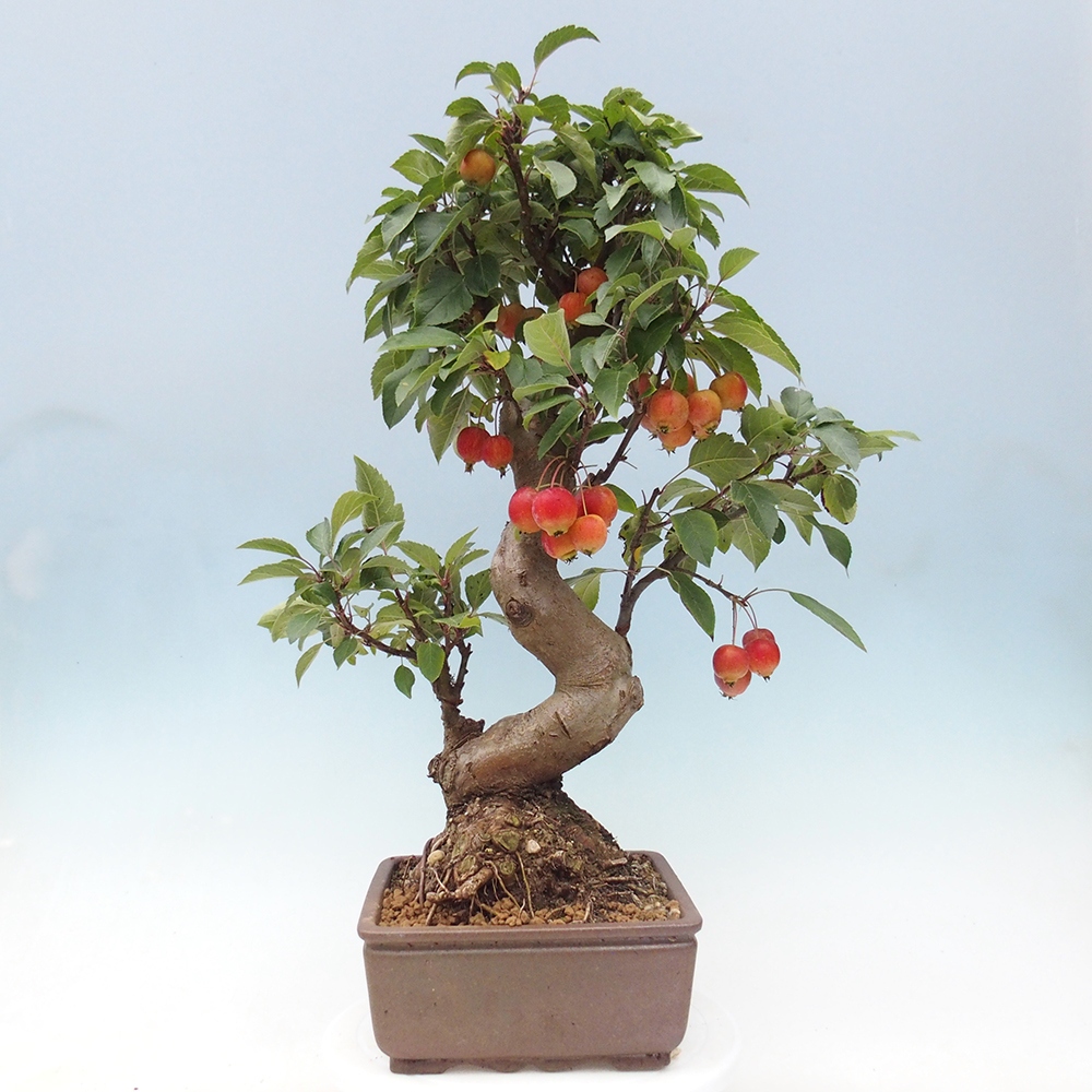 Outdoor bonsai - Malus halliana - Small-fruited apple tree