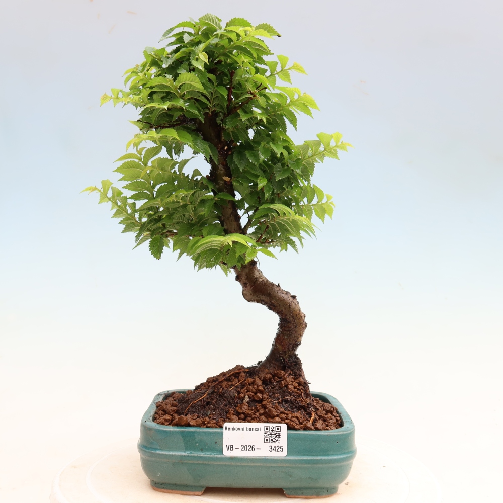 Outdoor Bonsai - Ulmus Jacqueline Hillier - European White Elm