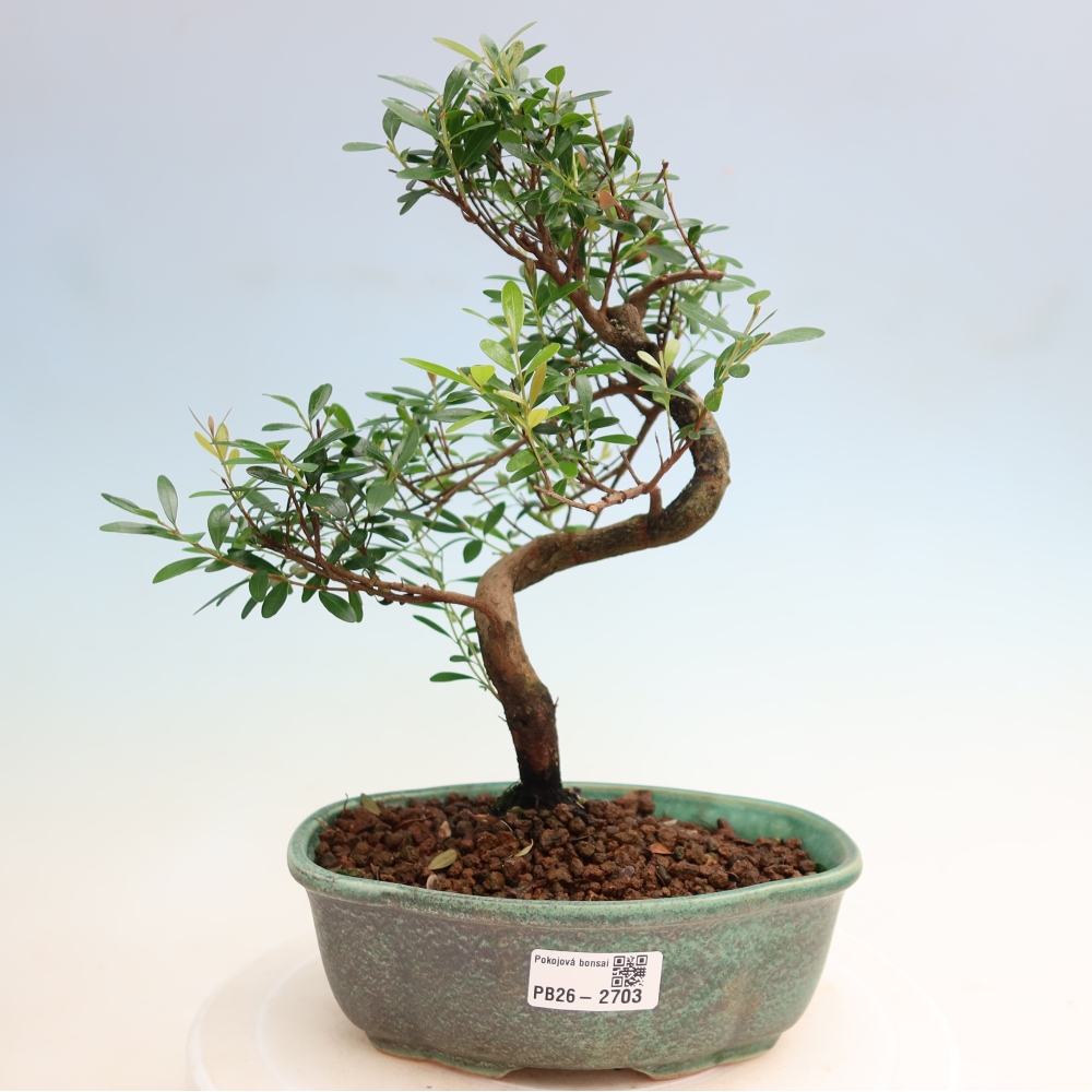 Room bonsai - Syzygium - Pimento