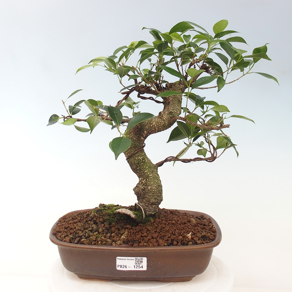 Indoor bonsai - Ficus kimmen - small-leaved ficus