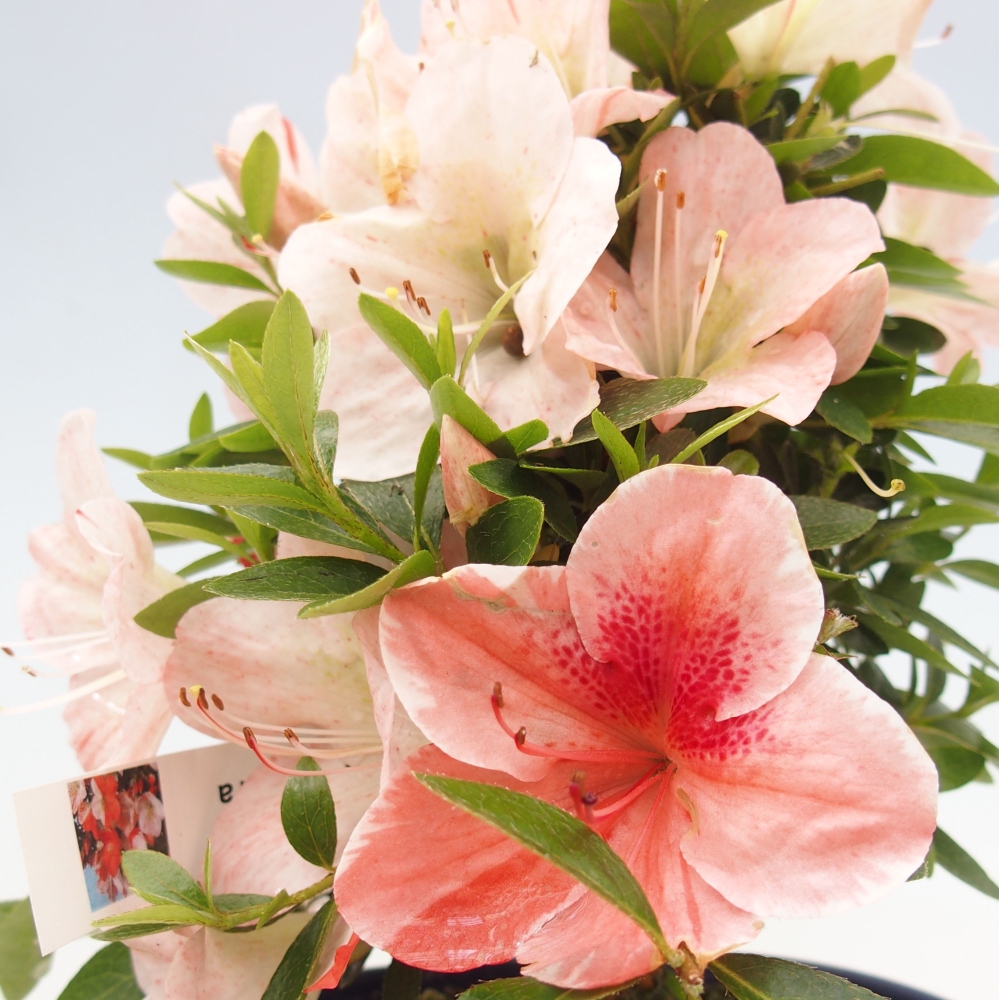 Outdoor bonsai - Japanese azalea - Azalea Asazakura