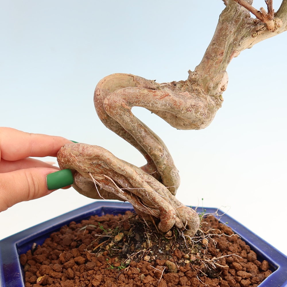 Indoor Bonsai - Lagerstroemia indica - Indian Lilac