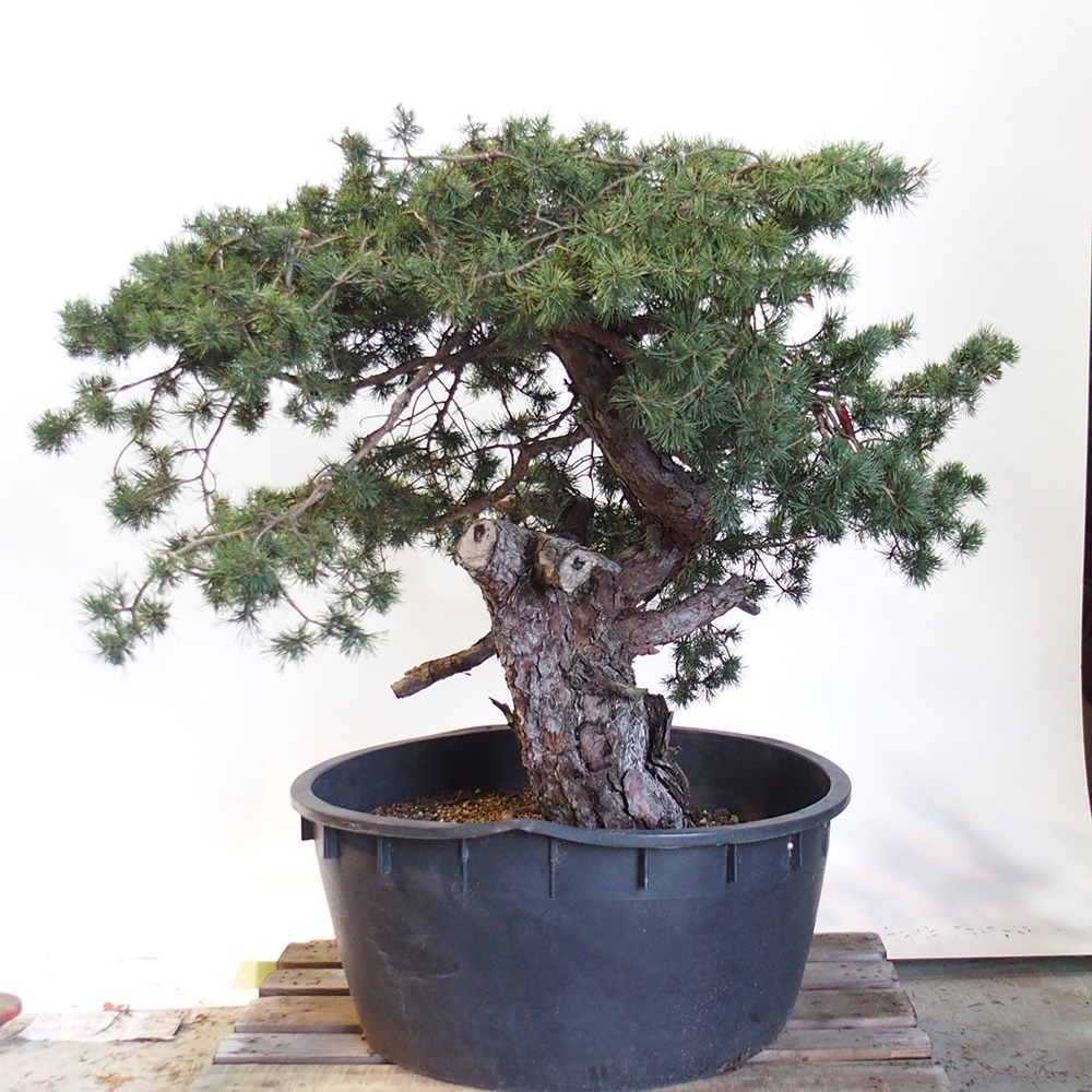 Yamadori - Pinus sylvestris Spain