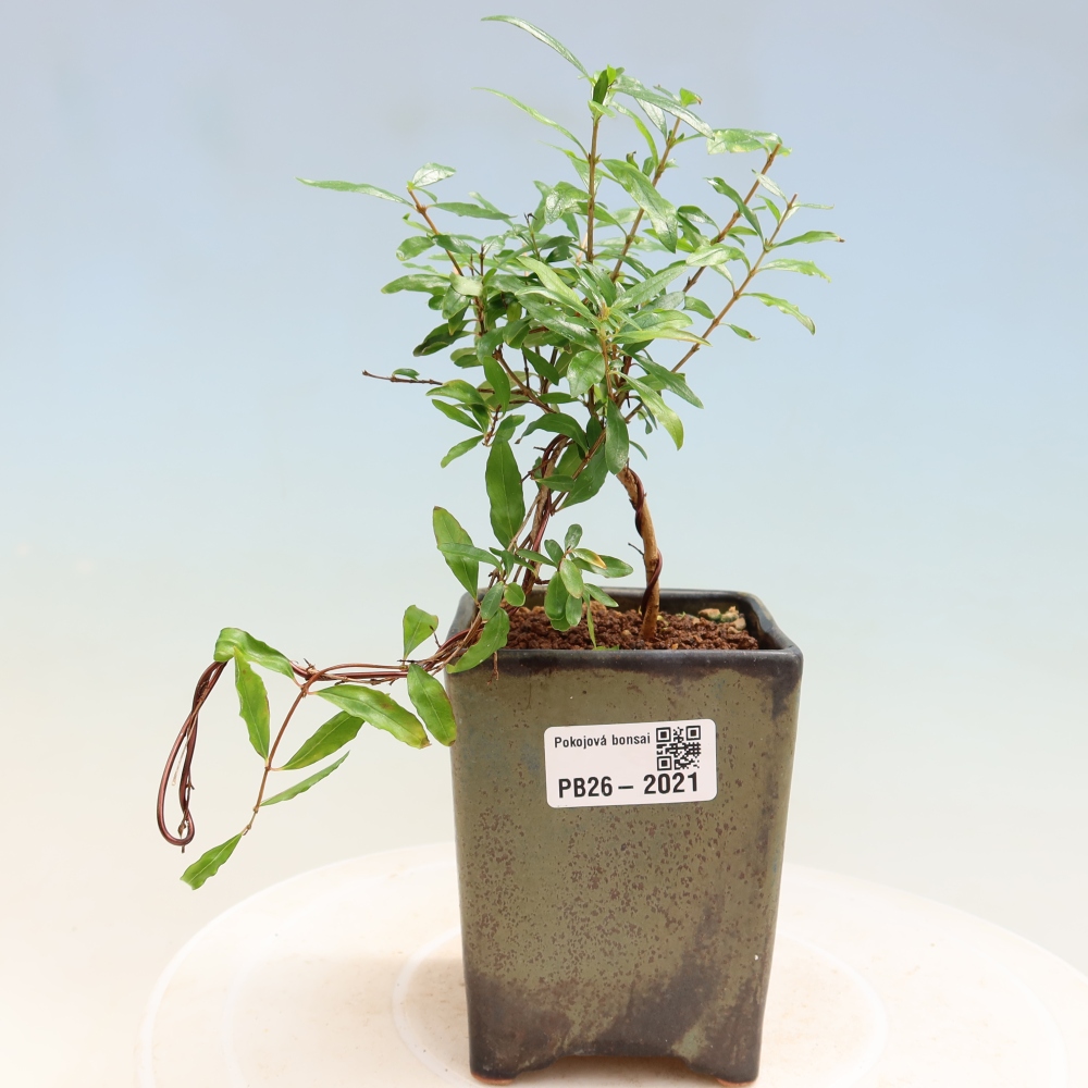 Room bonsai-PUNICA granatum nana-Granate apple