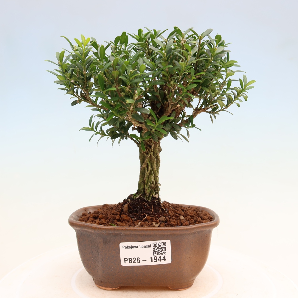 Room bonsai - Buxus harlandii - cork buxus
