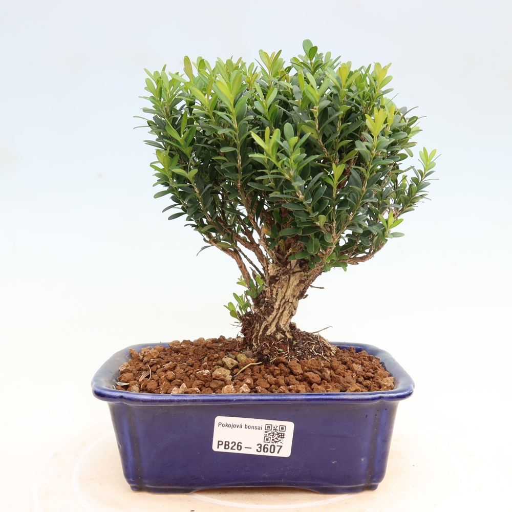 Room bonsai - Buxus harlandii - cork buxus
